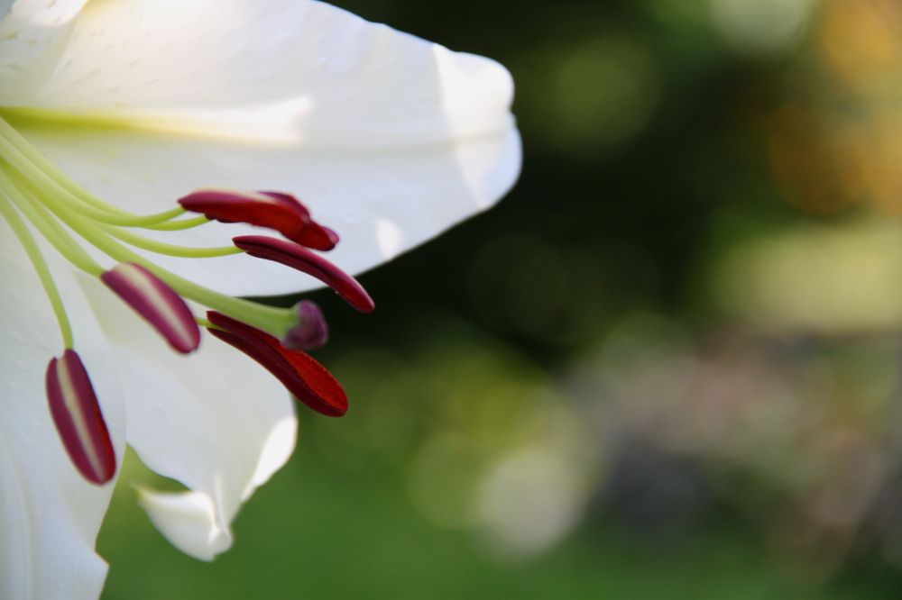 Photograph by Валерия Гуртовая