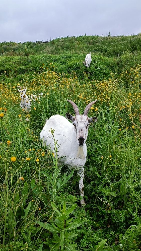 Идёт коза рогатая