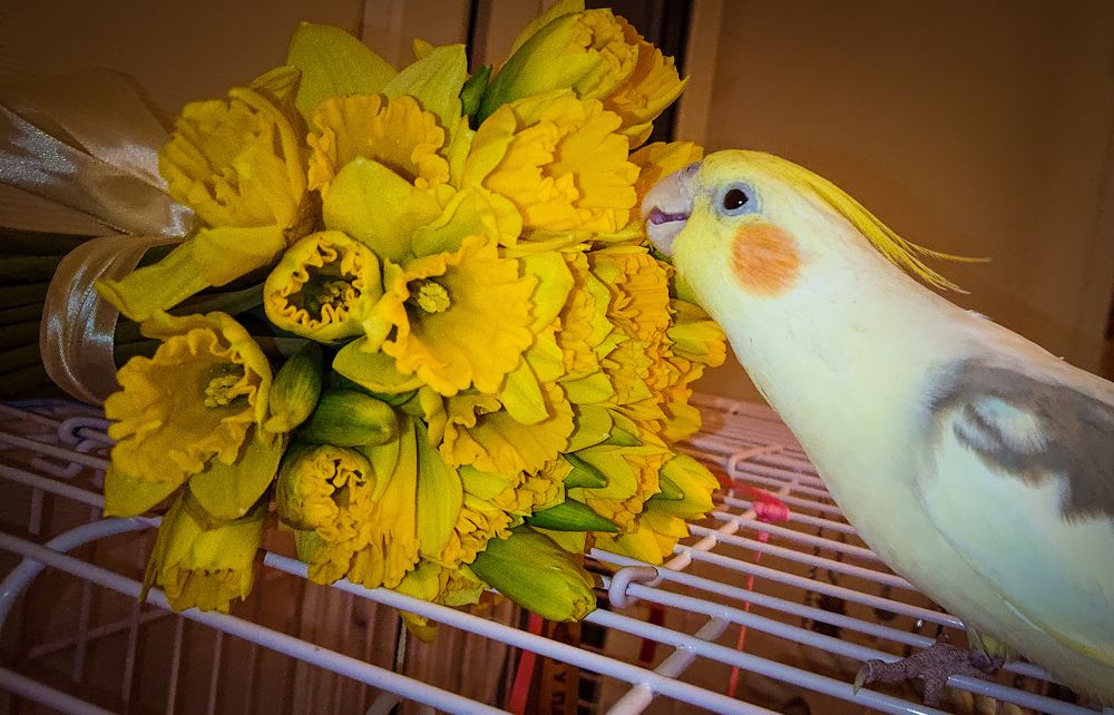 Фотография автора Elena Ku