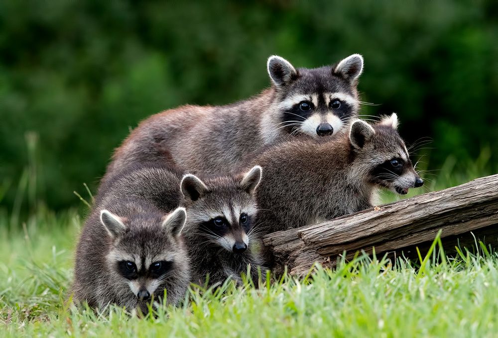 Raccoon Family — Семейство Енотов