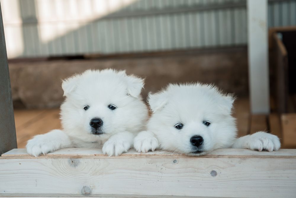 Photograph by Alena Ivanova