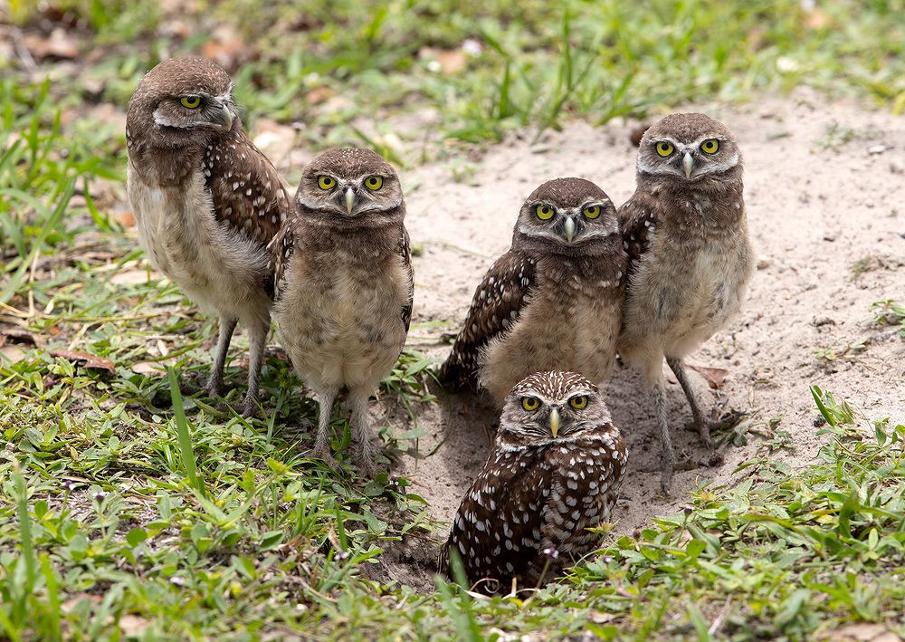 Family Owls - Кроличий сыч