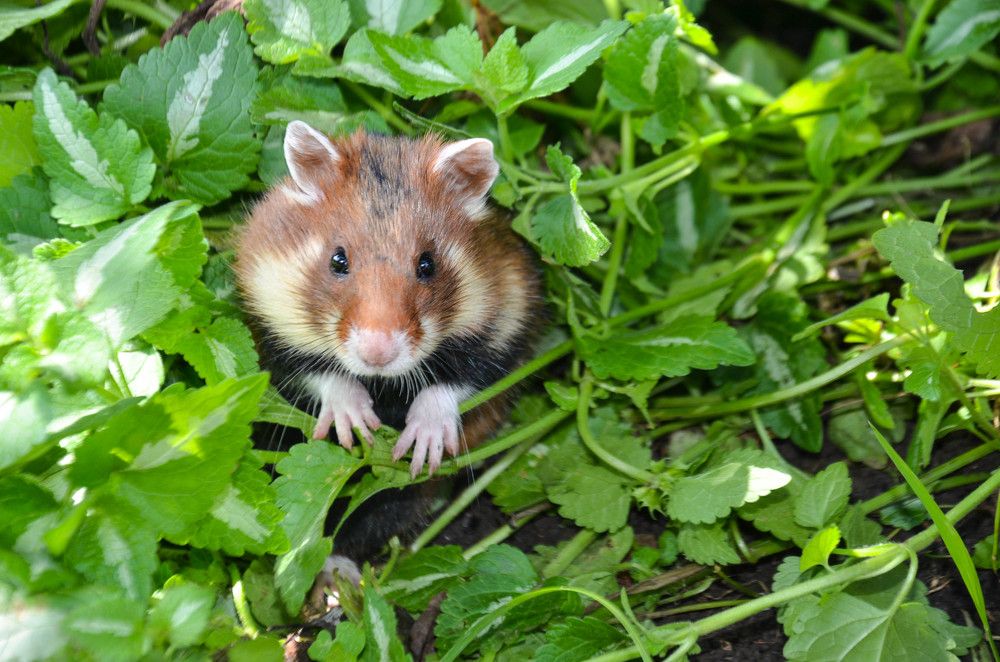 Дикий хомяк в траве