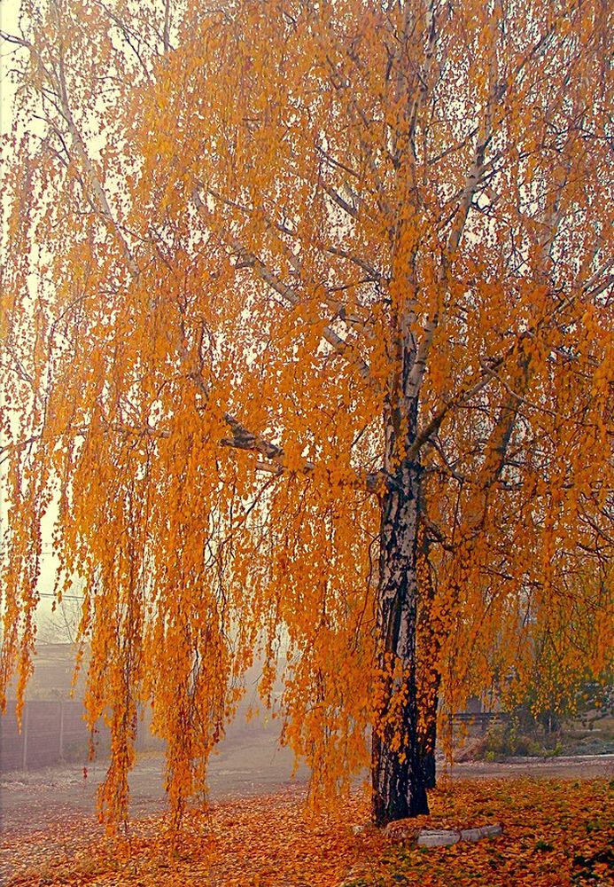 Photograph by Савоцкий Роман