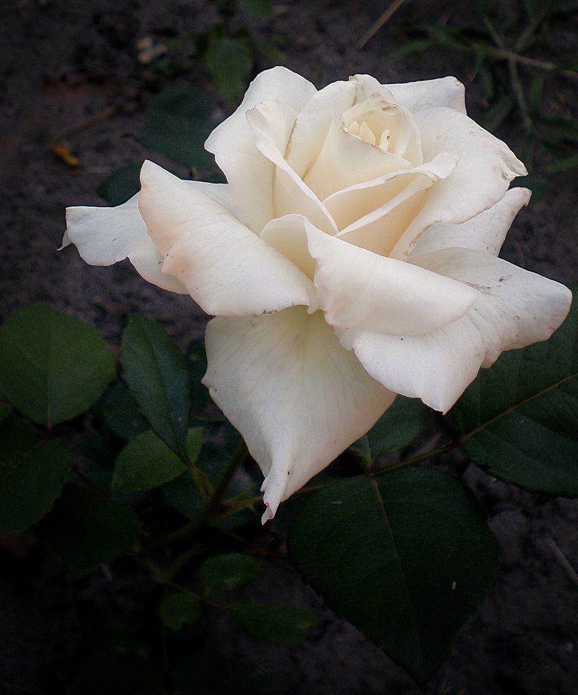 Photograph by Савоцкий Роман