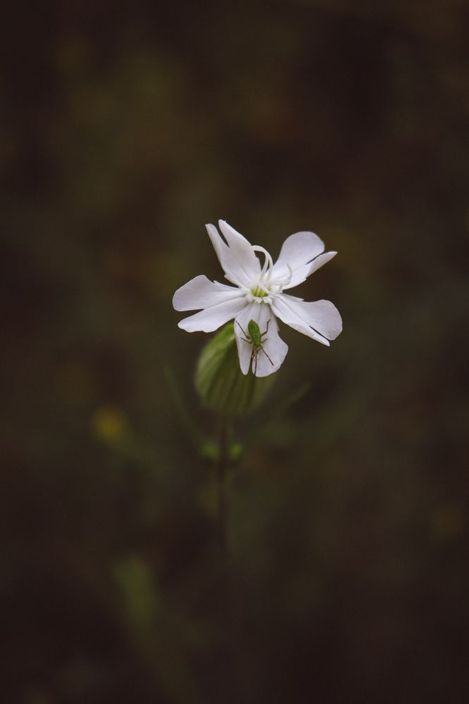 Фотография автора Юлия Гантимурова