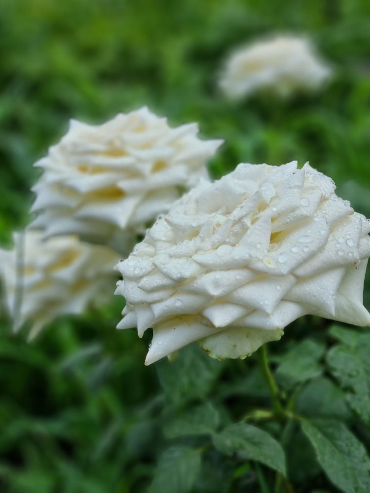 Photograph by Ирина Герлин