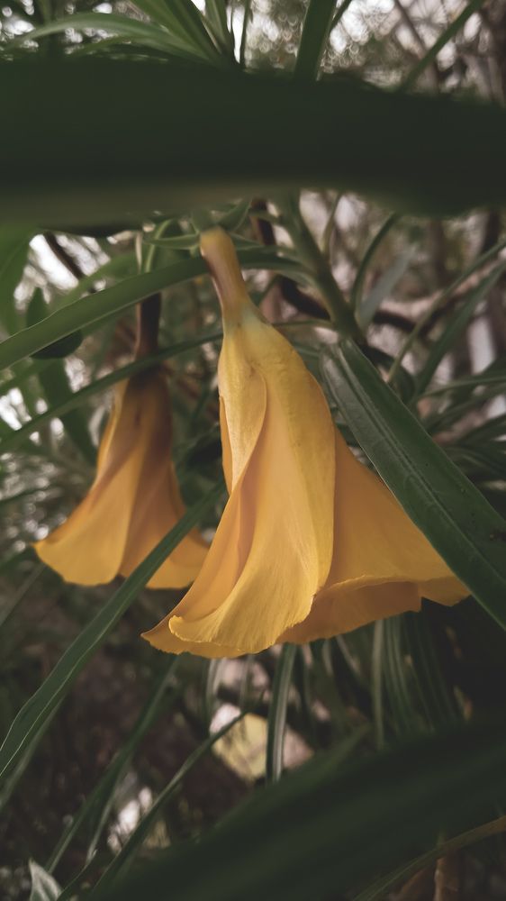 Photograph by Abel Andrés Vázquez González