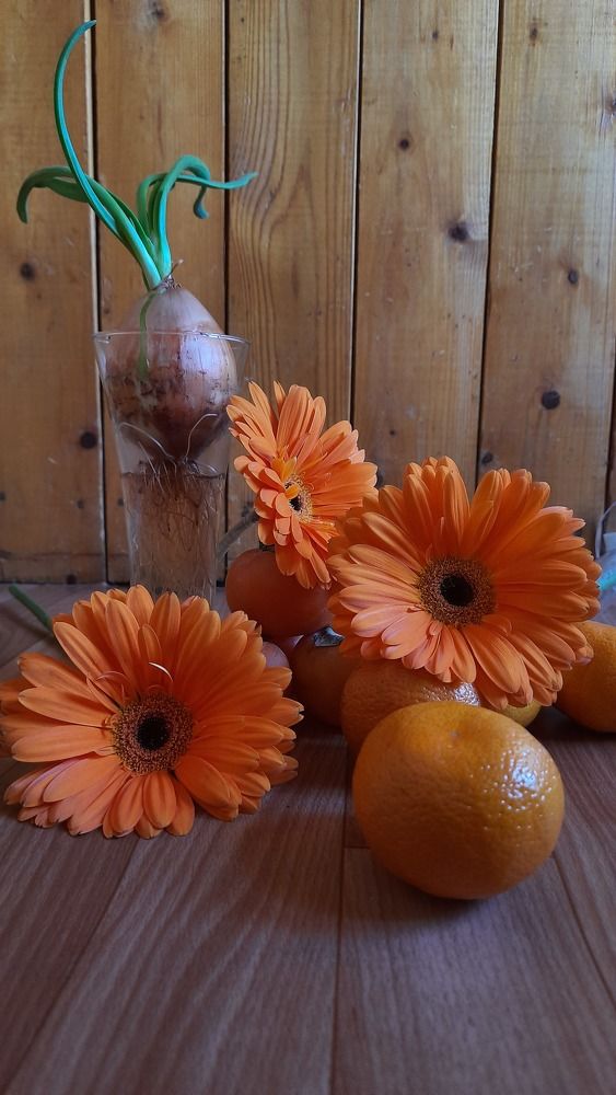 Фотография автора Светлана Дубина