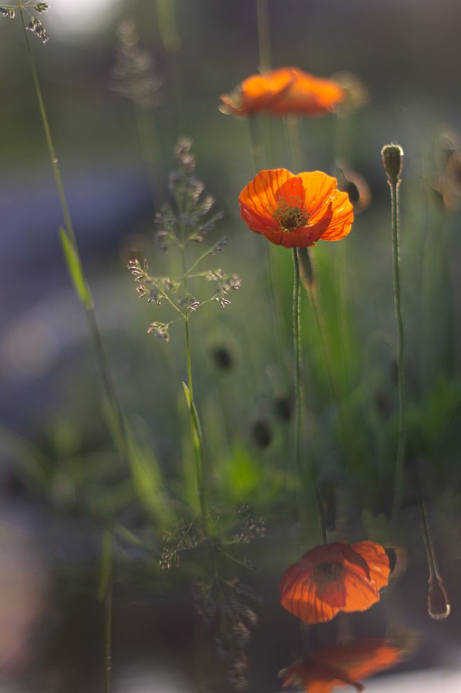 Photograph by Елена Шихалева