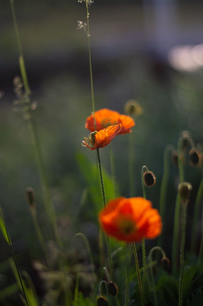 Photograph by Елена Шихалева