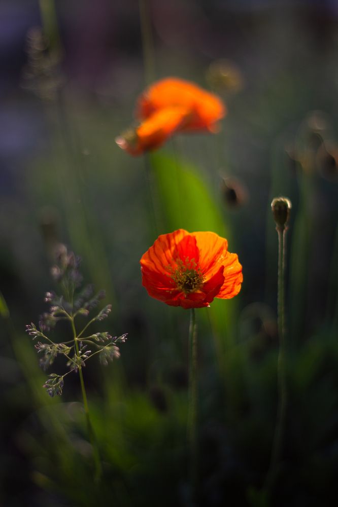 Photograph by Елена Шихалева