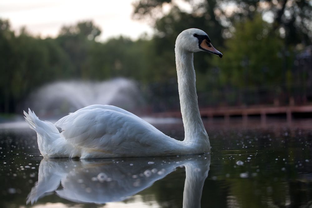 Photograph by Сергей ПЛАТОНОВ