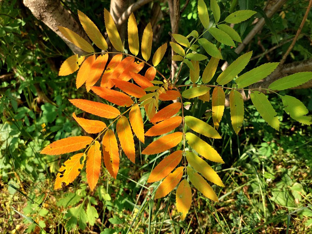 Photograph by Юлия Сахарова