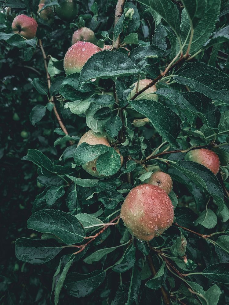 Photograph by Ирина Герлин