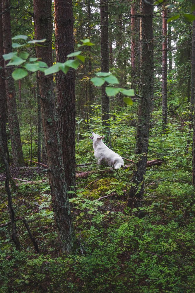 Photograph by Александр Устинов