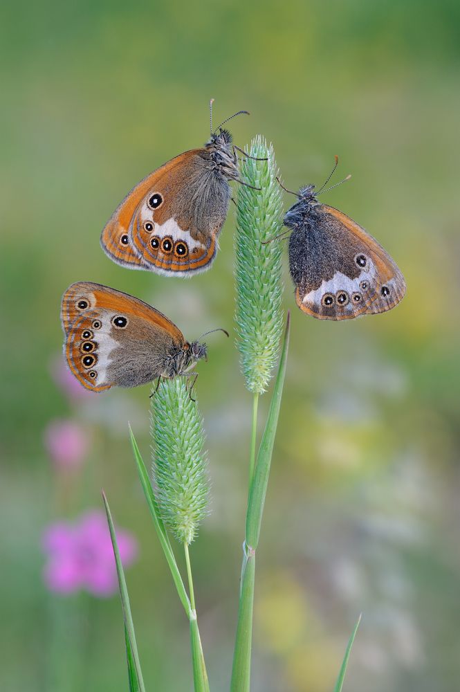 Краски лета.