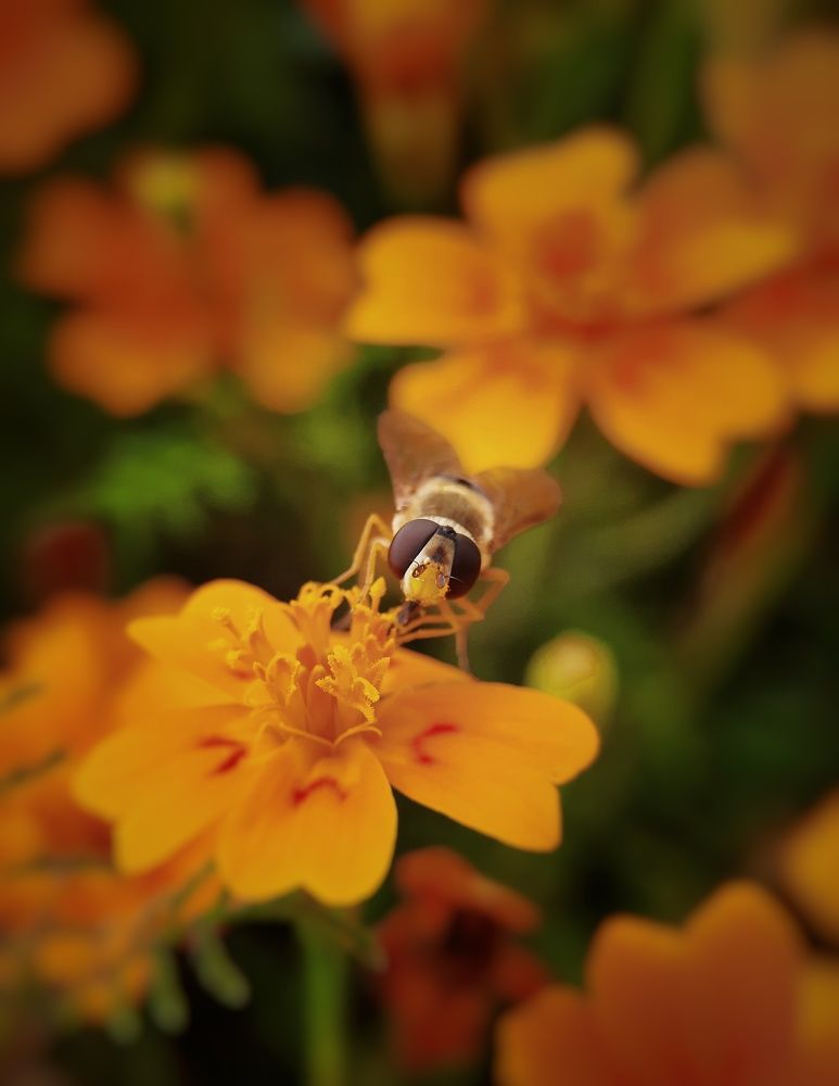 Фотография автора Ольга Кунакова