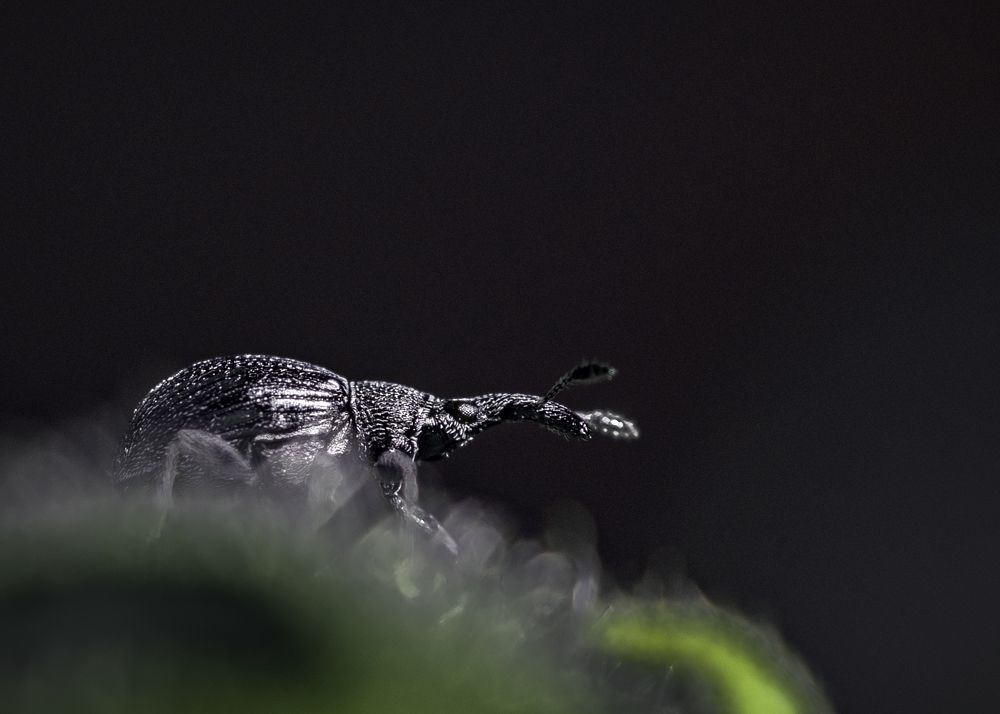 Photograph by Victor Stepanov