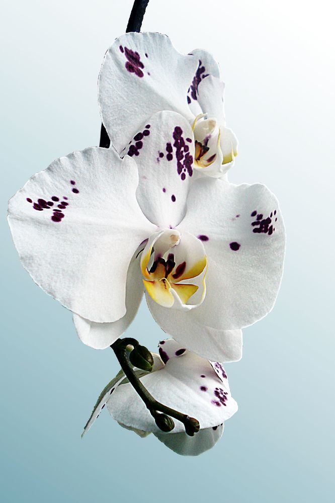Белая орхидея