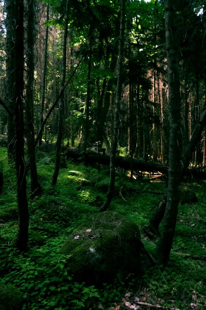 Photograph by Наталья Покрепина