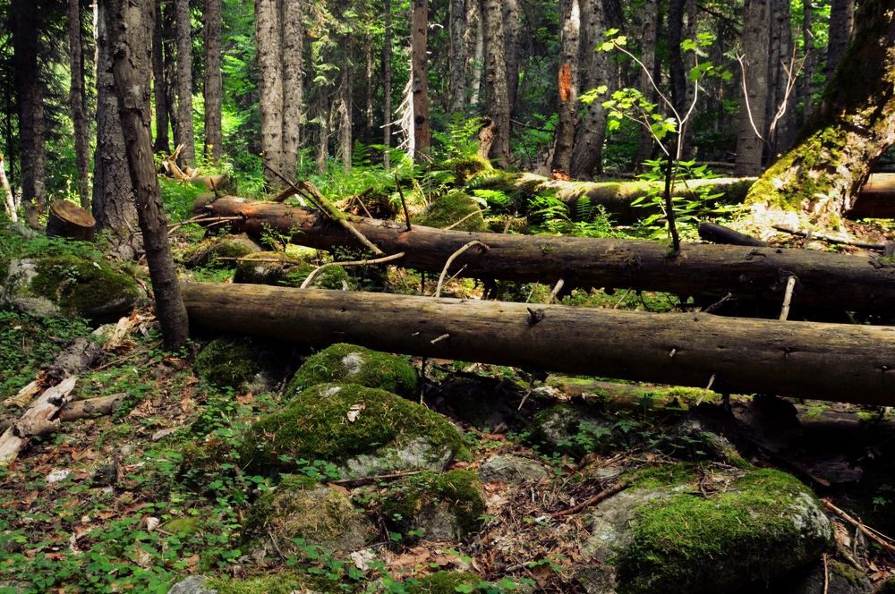 Photograph by Наталья Покрепина