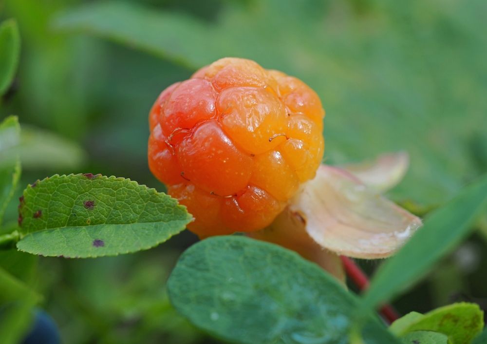 Photograph by Евгений Яковлев