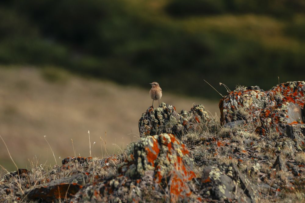 Photograph by Алёна Явтушенко