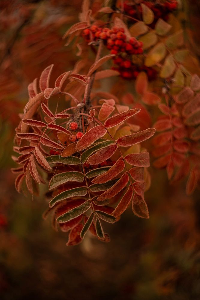 Photograph by Наталья Лещинская