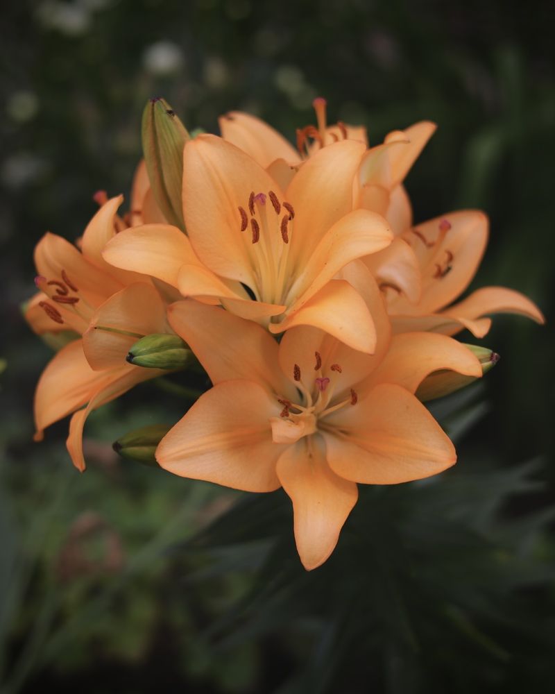 Фотография автора Ирина Мосько