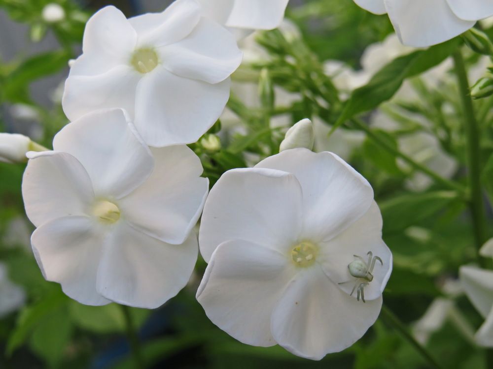 White spider on a white phlox flower