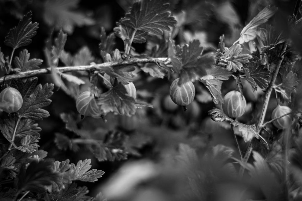 Photograph by Сергей Аникушин