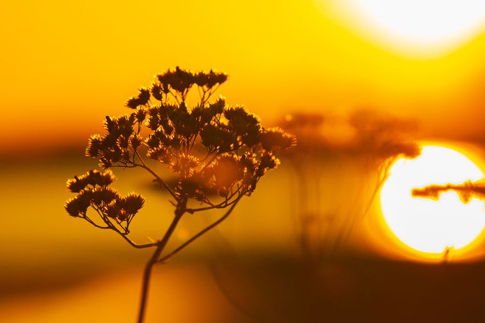 Photograph by Елена Павлова