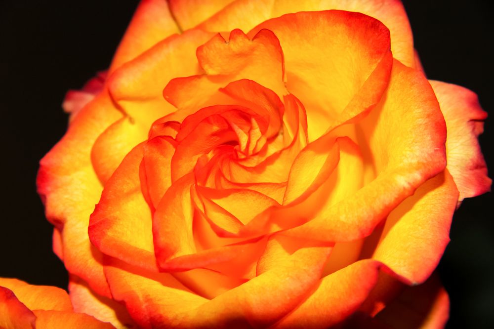 Photograph by Алина Лебедь