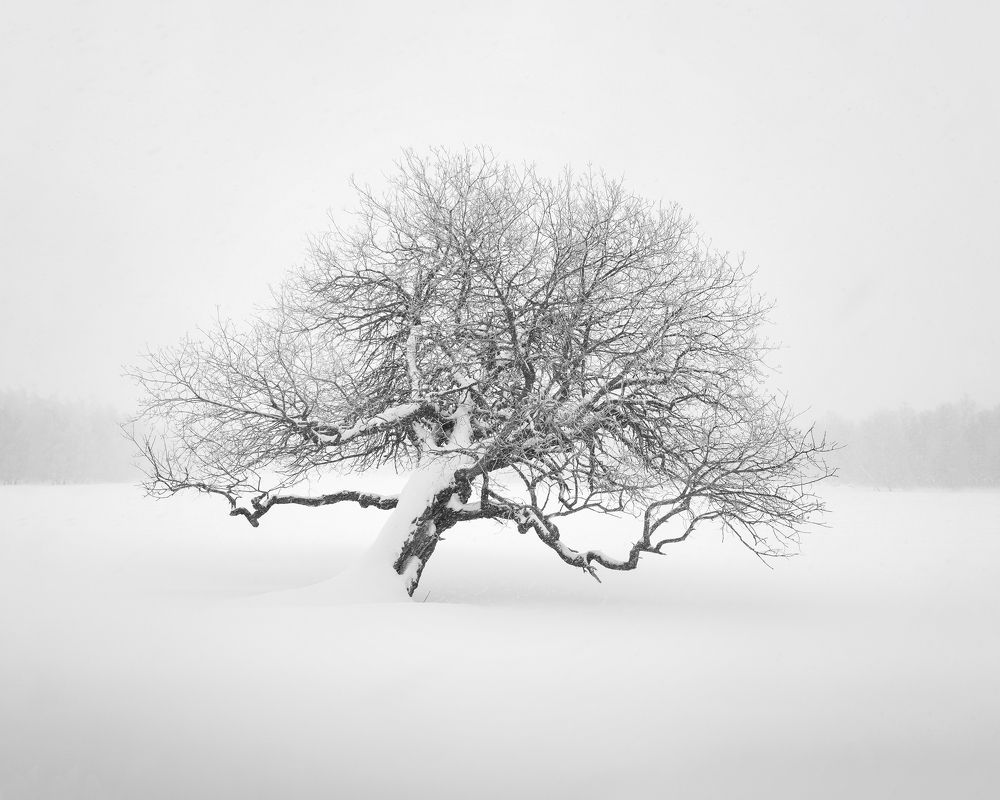 Photograph by Бирюкова Татьяна