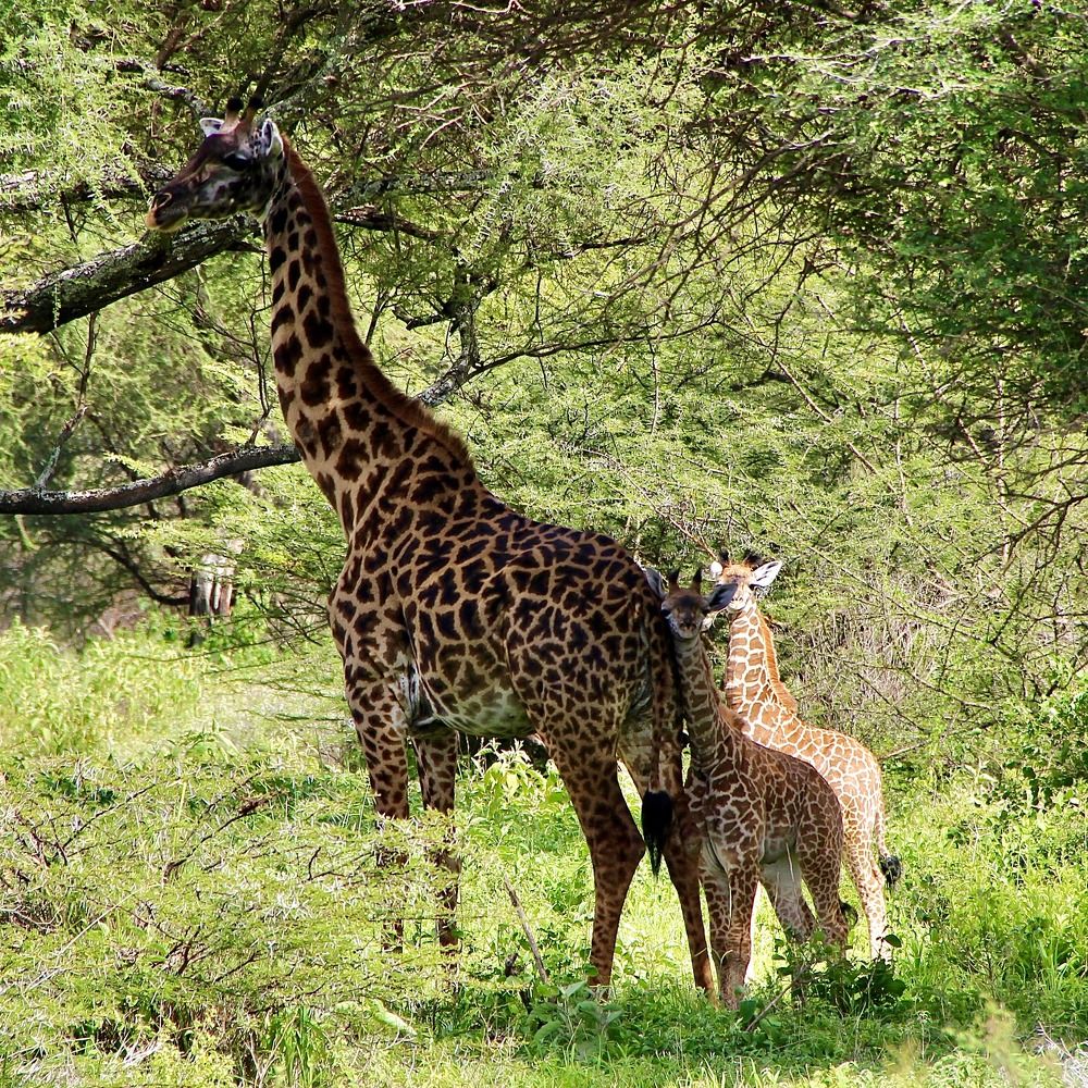 Photograph by Олег Банковский