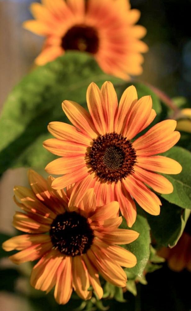 Фотография автора Ираида Гайфуллина