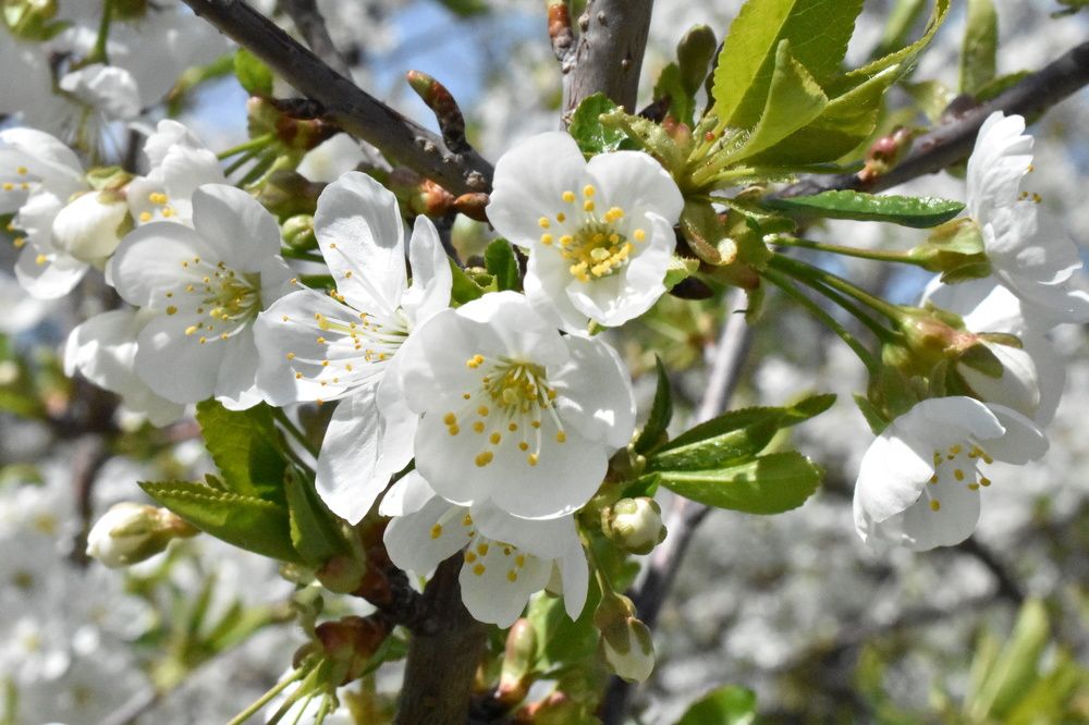 Цветущая ветка вишни