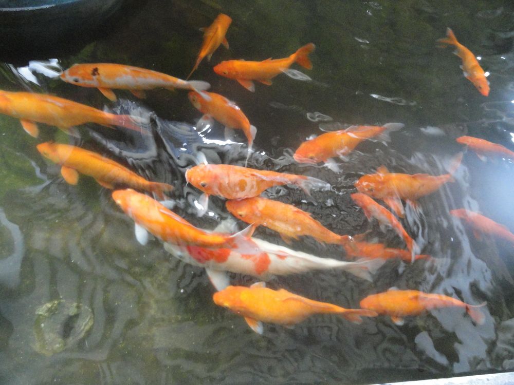 Photograph by ЭЛЬМИРА  ИСМАИЛОВА