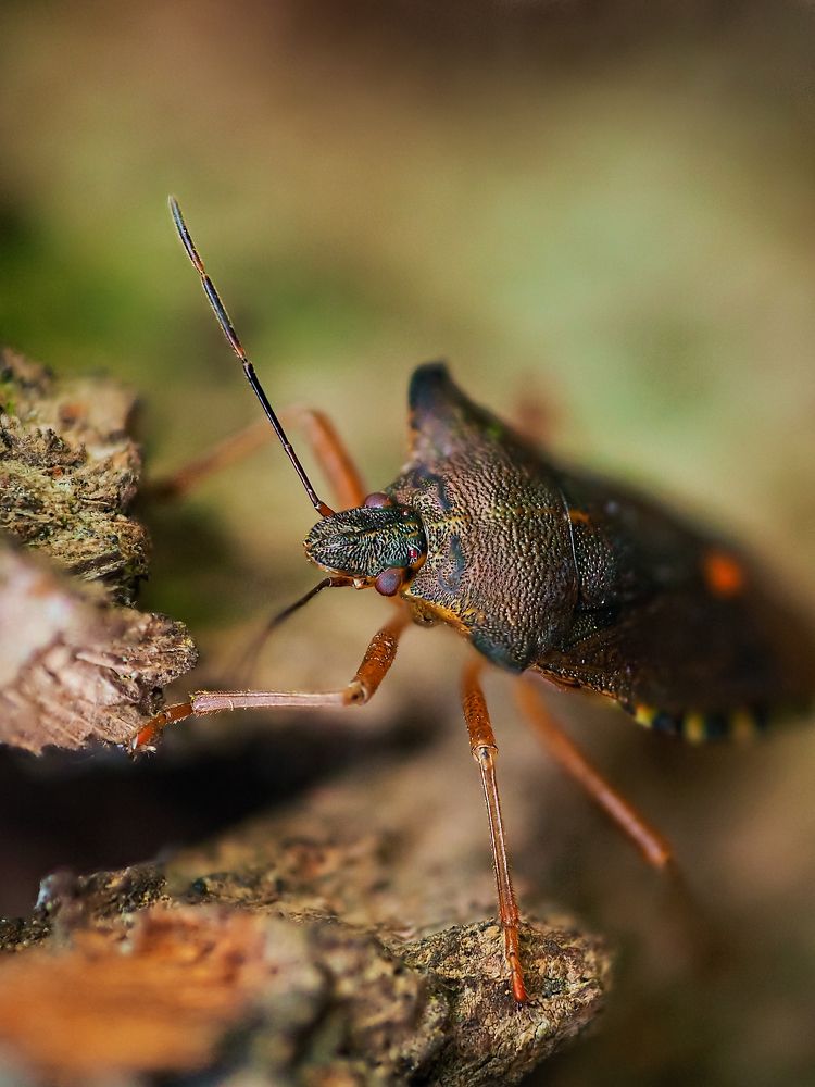 Photograph by Ирина Протченко