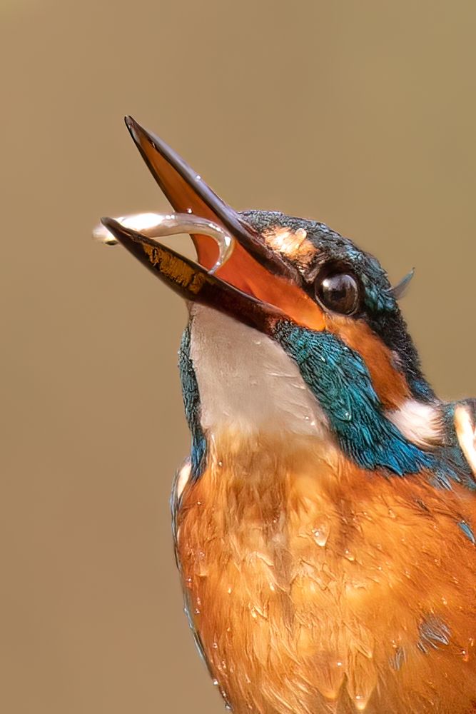 Photograph by Elena Levi