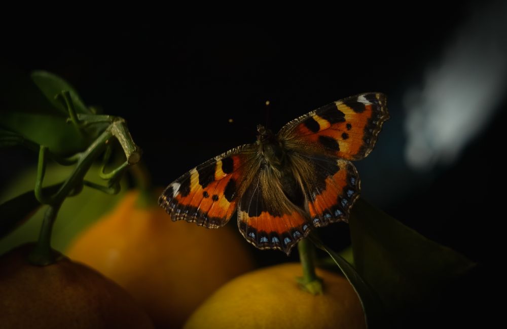 Photograph by Ирина Никульча