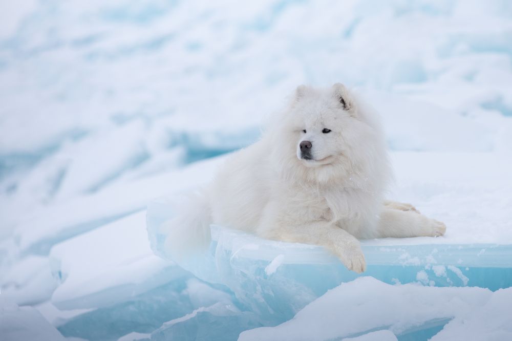Photograph by Виктория Сафонова