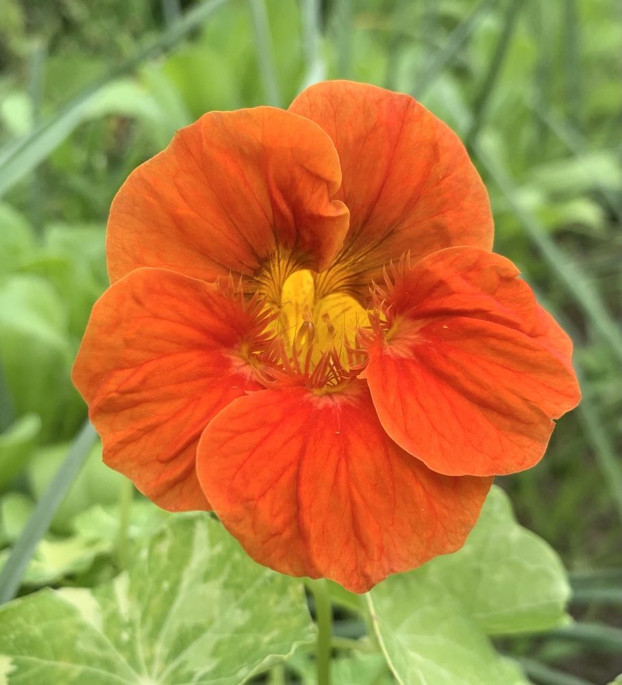 оранжевая настурция