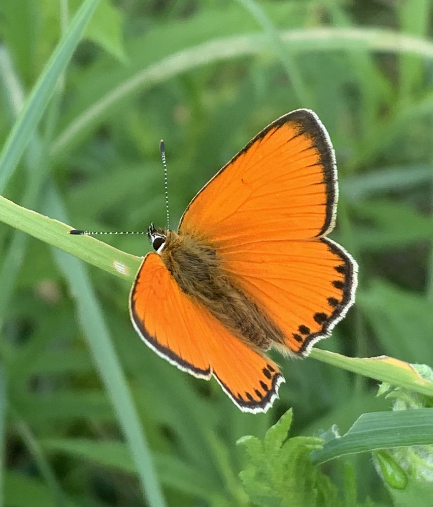 бабочка-красавица