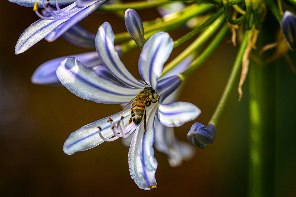 Photograph by Midge Engelbrecht