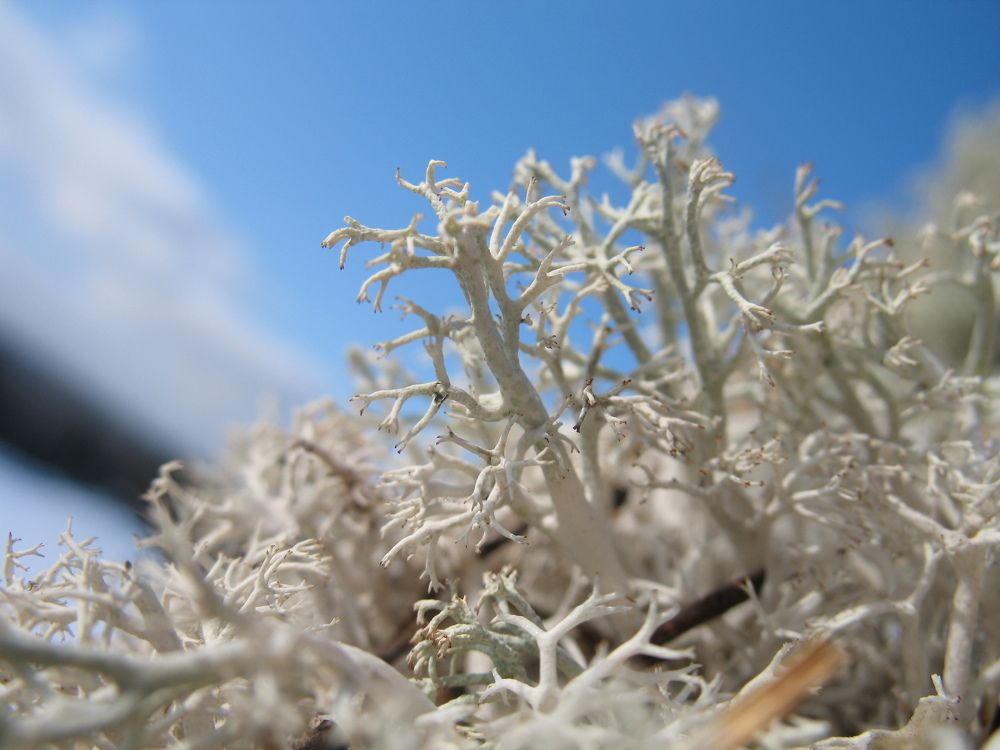 Photograph by Орл Про