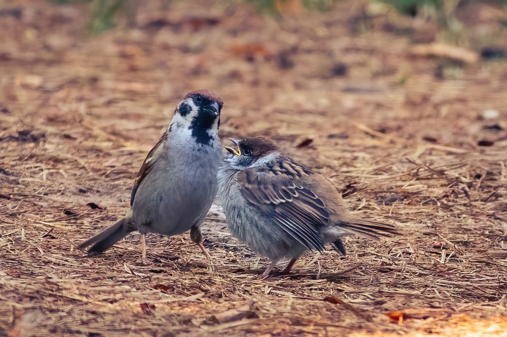 Photograph by Парфентьев Антон