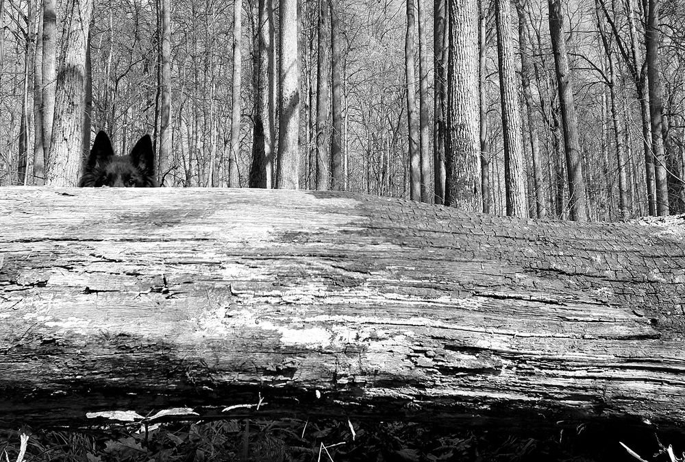 Фотография автора Надежда Лисицына