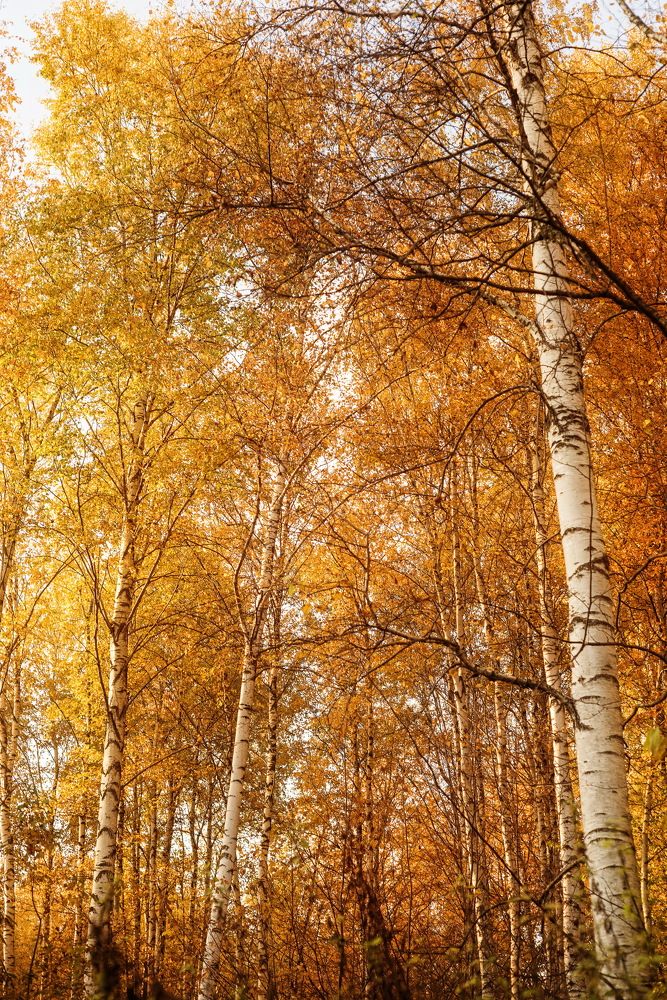 Photograph by Елена Соколова